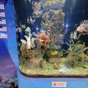 Aquarium du Quebec - Pavillon des eaux douces et salées, 3rd floor, salt reef tank