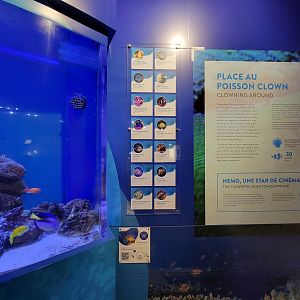 Aquarium du Quebec - Pavillon des eaux douces et salées, 3rd floor, Clownfish tank