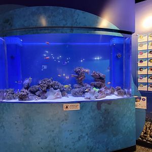 Aquarium du Quebec - Pavillon des eaux douces et salées, 3rd floor, Clownfish tank