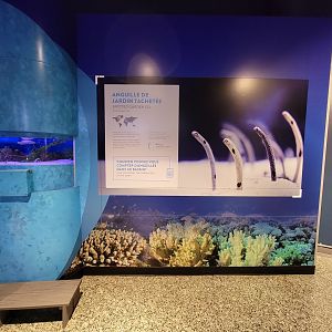 Aquarium du Quebec - Pavillon des eaux douces et salées, 3rd floor, Spotted Garden Eels