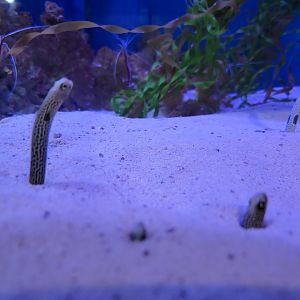 Aquarium du Quebec - Pavillon des eaux douces et salées, 3rd floor, Spotted Garden Eels, unsigned shrimp