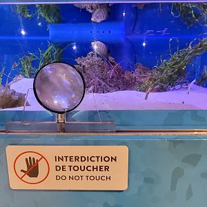 Aquarium du Quebec - Pavillon des eaux douces et salées, 3rd floor, Spotted Garden Eels