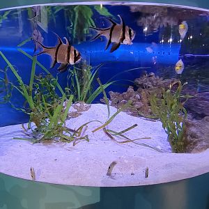 Aquarium du Quebec - Pavillon des eaux douces et salées, 3rd floor, Spotted Garden Eels, Banggai Cardinalfish