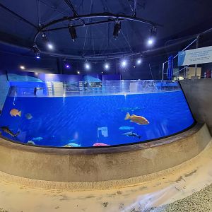 Aquarium du Quebec - Pavillon des eaux douces et salées, 3rd floor, Leopard Shark and various rockfish