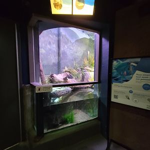 Aquarium du Quebec - Pavillon des eaux douces et salées, 1st Floor, Pumpkinseed and Painted Turtle