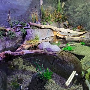 Aquarium du Quebec - Pavillon des eaux douces et salées, 1st Floor, Pumpkinseed and Painted Turtle