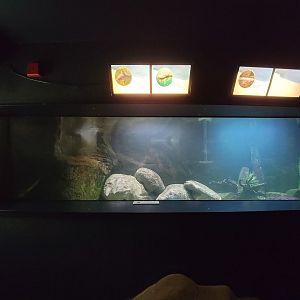 Aquarium du Quebec - Pavillon des eaux douces et salées, 1st Floor, Bowfin, Channel Catfish, Common Carp, Northern Pike, Sauger, Walleye