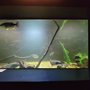 Aquarium du Quebec - Pavillon des eaux douces et salées, 1st Floor, Bowfin, Channel Catfish, Common Carp, Northern Pike, Sauger, Walleye