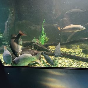 Aquarium du Quebec - Pavillon des eaux douces et salées, 1st Floor, Bowfin, Channel Catfish, Common Carp, Northern Pike, Sauger, Walleye