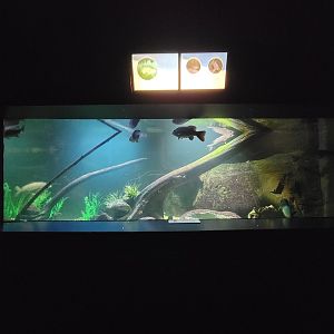 Aquarium du Quebec - Pavillon des eaux douces et salées, 1st Floor, Common Carp, Largemouth Bass, Smallmouth Bass