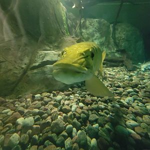 Aquarium du Quebec - Pavillon des eaux douces et salées, 1st Floor, Muskellunge