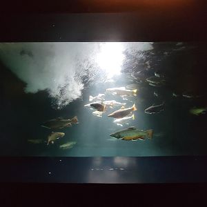 Aquarium du Quebec - Pavillon des eaux douces et salées, 1st Floor, Brook Trout