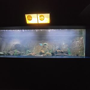 Aquarium du Quebec - Pavillon des eaux douces et salées, 1st Floor, Bichir Eel, Silver Dollar, unsigned Ripsaw Catfish