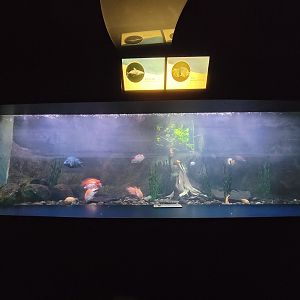 Aquarium du Quebec - Pavillon des eaux douces et salées, 1st Floor, Blackbelt Cichlid, Midas Cichlid