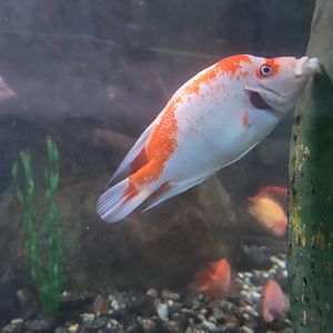 Aquarium du Quebec - Pavillon des eaux douces et salées, 1st Floor, Midas Cichlid