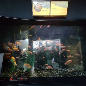 Aquarium du Quebec - Pavillon des eaux douces et salées, 1st Floor, more Midas Cichlids