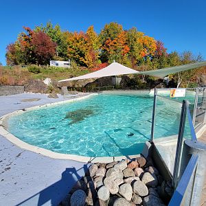 Aquarium du Quebec - Harp and Harbor Seals