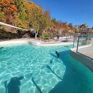 Aquarium du Quebec - Harp and Harbor Seals