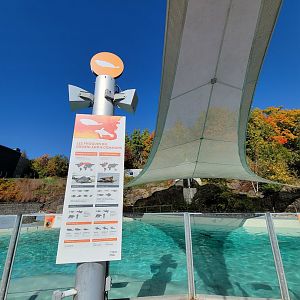 Aquarium du Quebec - Harp and Harbor Seals