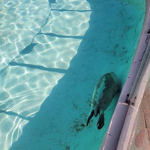 Aquarium du Quebec - Harp Seal