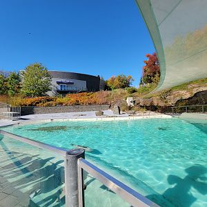 Aquarium du Quebec - Harp and Harbor Seals