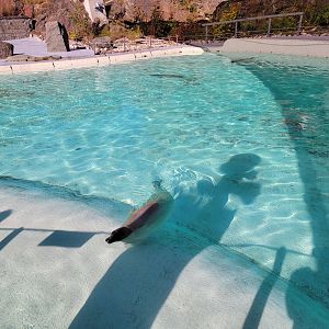 Aquarium du Quebec - Harp Seal