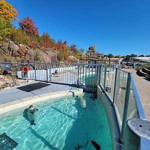 Aquarium du Quebec - Harp and Harbor Seals