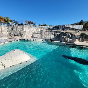 Aquarium du Quebec - Walruses