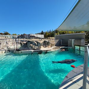 Aquarium du Quebec - Walruses