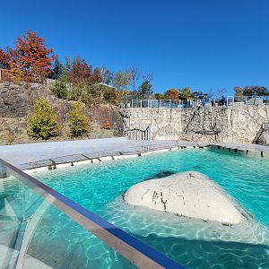 Aquarium du Quebec - Walruses