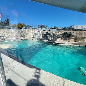Aquarium du Quebec - Walruses