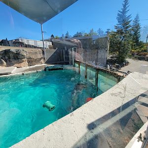 Aquarium du Quebec - Walrus viewing window
