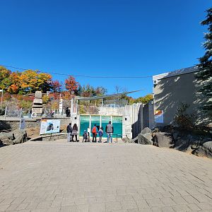 Aquarium du Quebec - Walrus underwater viewing