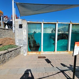 Aquarium du Quebec - Walrus belly