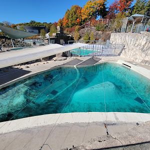 Aquarium du Quebec - Walrus secondary pool
