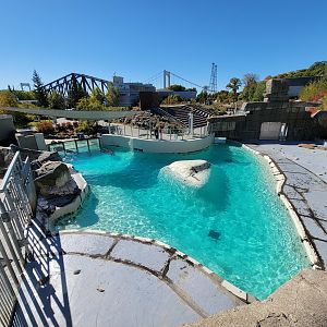Aquarium du Quebec - Walrus main pool
