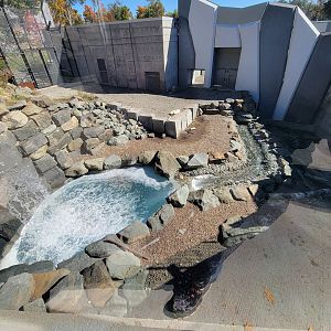 Aquarium du Quebec - Polar Bears, grass yard