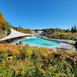 Aquarium du Quebec - Seal pool, with walruses and polar bears in background