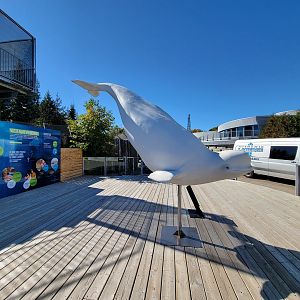Aquarium du Quebec - old Harbor Seal pool