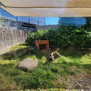 Aquarium du Quebec - Arctic Fox
