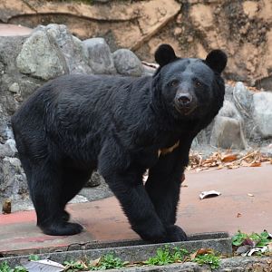 Japanese black bear (Ursus thibetanus japonicus)