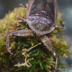 Giant Japanese water bug (Lethocerus deyrollei)