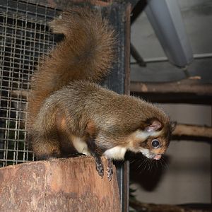 Northern Japanese giant flying squirrel (Petaurista leucogenys nikkonis)