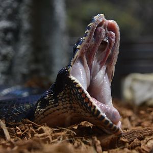 Boelen's python (Simalia boeleni)