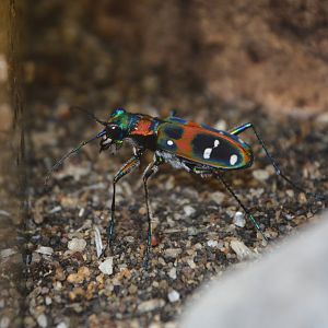 Japanese tiger beetle (Sophiodela japonica)