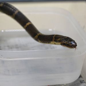 Ryukyu red-banded snake (Lycodon rufozonatus walli)
