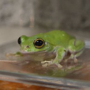 Japanese gliding frog (Zhangixalus schlegelii)