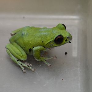 Kinugasa flying frog (Zhangixalus arboreus)
