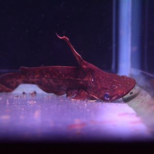 Wallace's shoehead cat (Tetranematichthys wallacei)