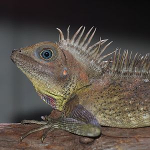 Bell's forest dragon (Gonocephalus bellii)